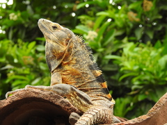 Western Spiny-tailed Iguana