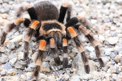 Mexican Orangeknee Tarantula
