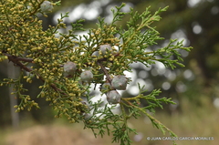 Mexican cypress