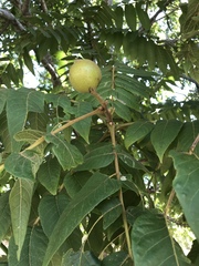 Arizona black walnut