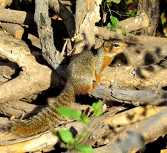 Ring-tailed Ground Squirrel