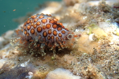 Jenner's cowry