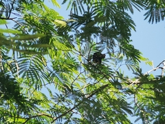 elephant ear tree