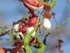 Madras Thorn