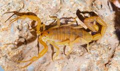 Baja California Bark Scorpion