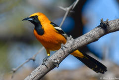 Hooded Oriole