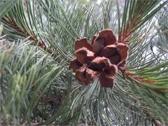 Laguna pinyon