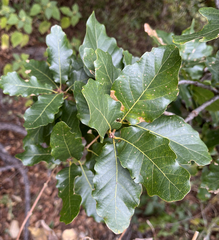 Quercus tuberculata
