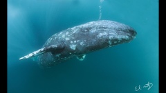 Grey Whale