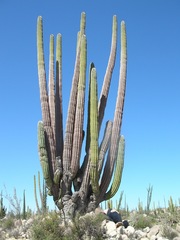 Mexican Giant Cactus
