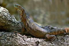 Cape Spiny-tailed Iguana