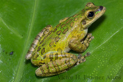 Porthole tree frog