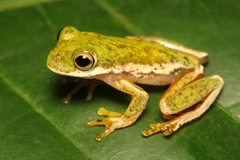 Small-eared Tree Frog