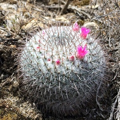 Mammillaria haageana