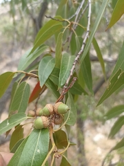 Mexican willow oak