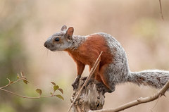 Red-bellied Squirrel