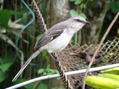 Tropical Mockingbird