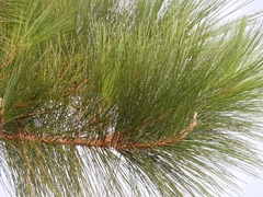 Caribbean pine