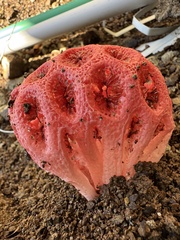 Clathrus crispus