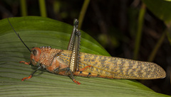 giant red-winged grasshopper