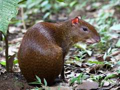 Central American Agouti
