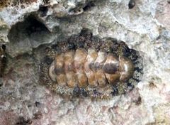West Indian Fuzzy Chiton
