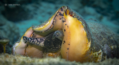 Queen Conch