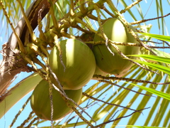 coconut palm
