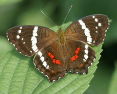 Banded Peacock