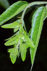 Mexican Hornbeam