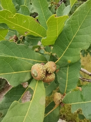 Lacey Oak
