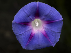 common morning-glory