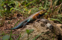 Horrible Spiny Lizard