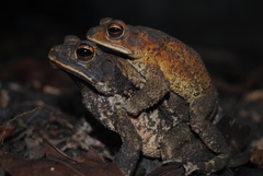 Central American Gulf Coast Toad