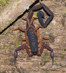 Slender Brown Scorpion
