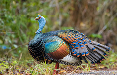 Ocellated Turkey