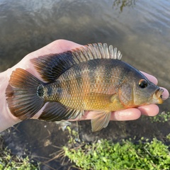 Mayan Cichlid