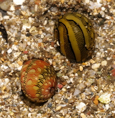 Virgin Nerite