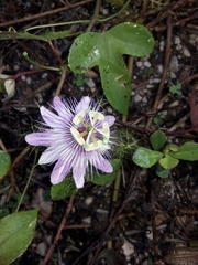 fringed passionflower