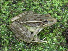 Rio Grande Leopard Frog