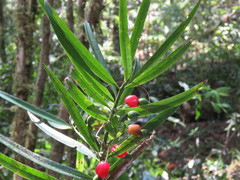 Podocarpus matudae