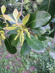 Encina