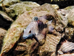Lowland Cichlid