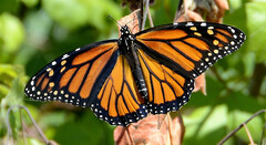 Monarch
