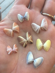 Coquina