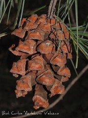 weeping pinyon