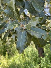 Quercus eduardi