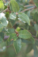 gray oak