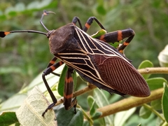 Pachylis gigas