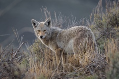 Coyote